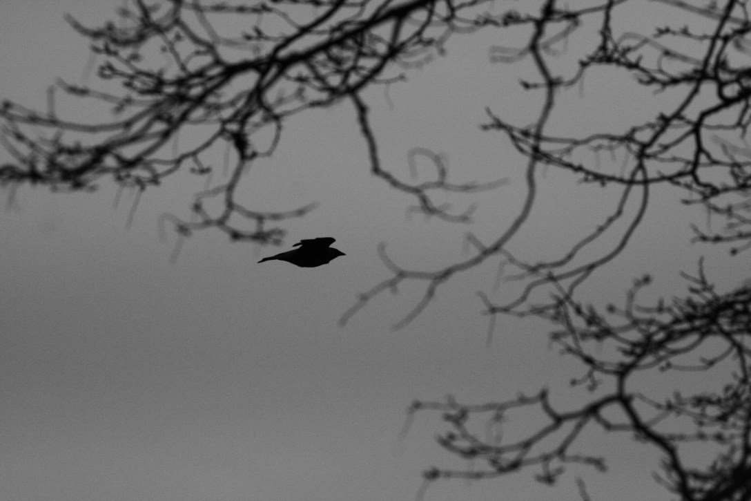 Bird flying in Richmond park nature photography