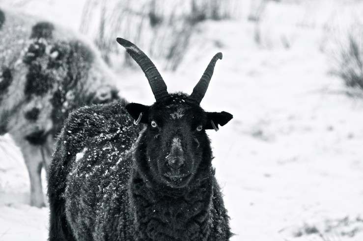 8396357266_ff3fb321ff_o