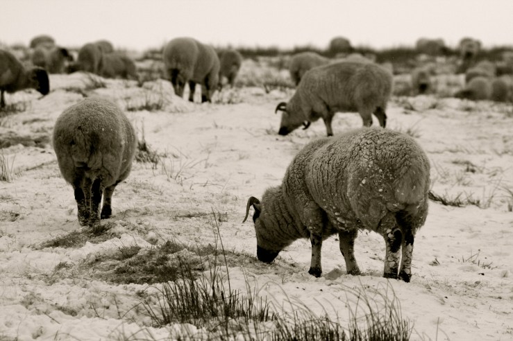 8396374194_1657a98691_o